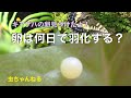 【虫ちゃんねる】キアゲハの卵は何日で羽化する？