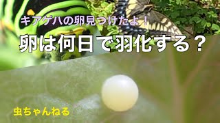 【虫ちゃんねる】キアゲハの卵は何日で羽化する？