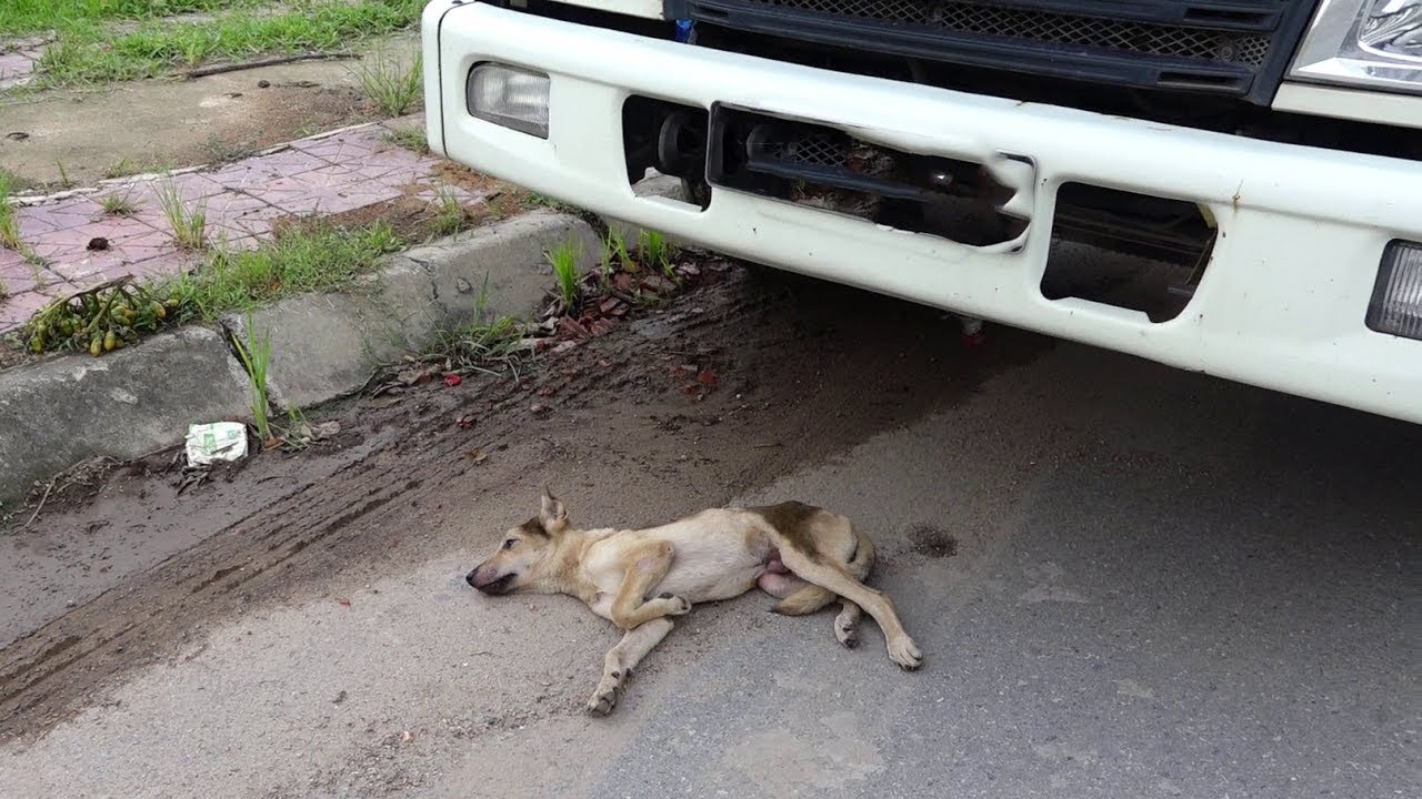 Dog Abandoned on a Busy Road Gets Rescued Just in Time Dog rescue