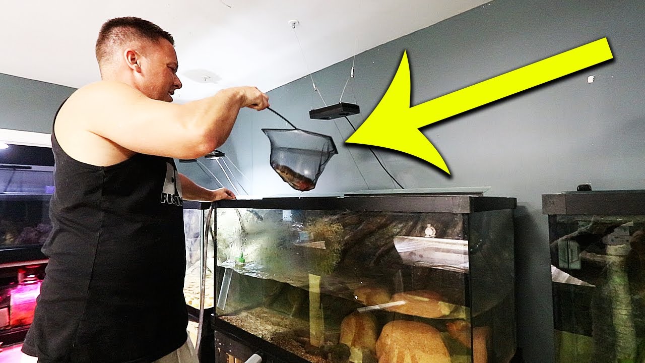 what really happened to all my fish - YouTube