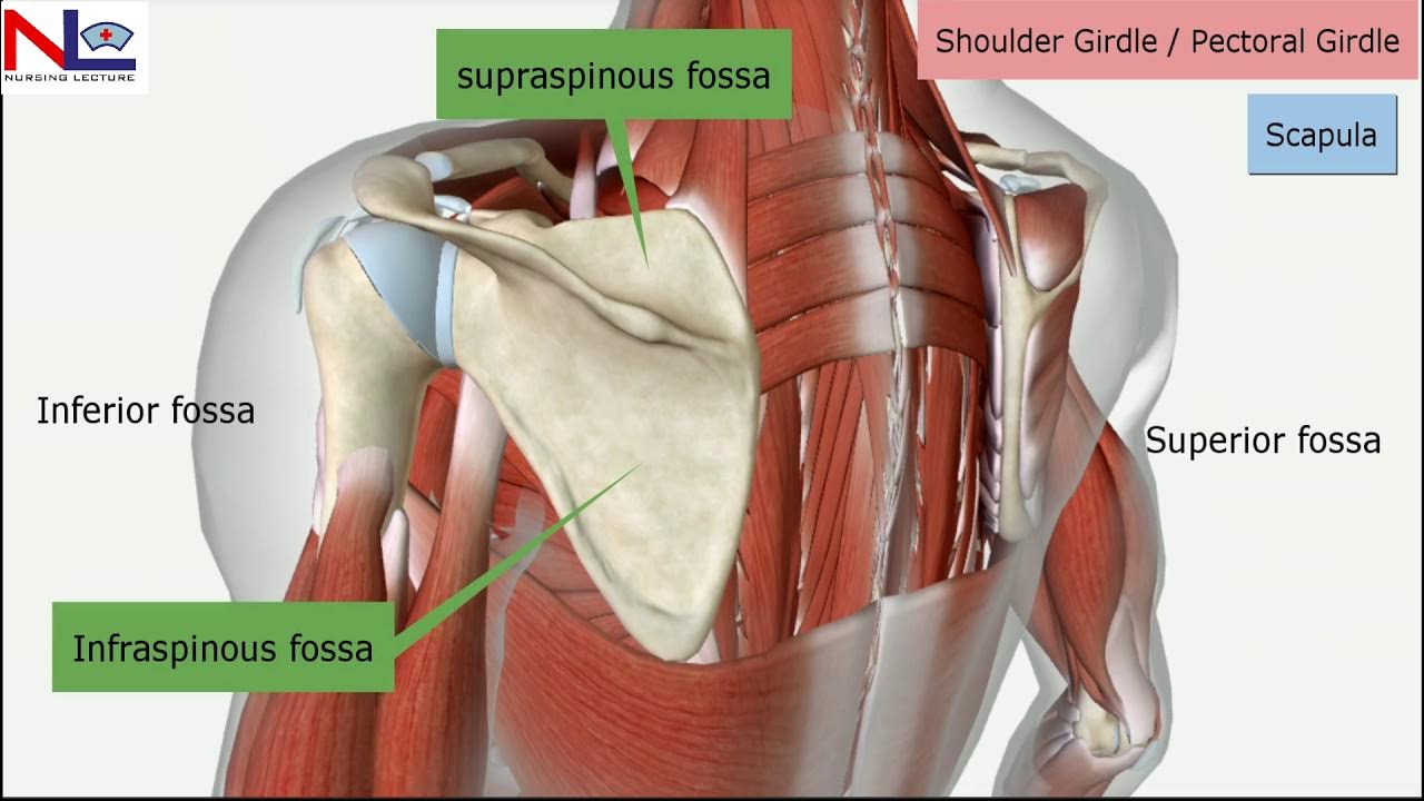 Pectoral girdle in Hindi, Shoulder girdle, Skeletal System