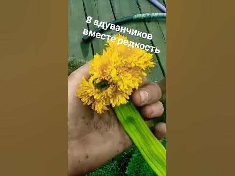 вместе не разлей вода - YouTube