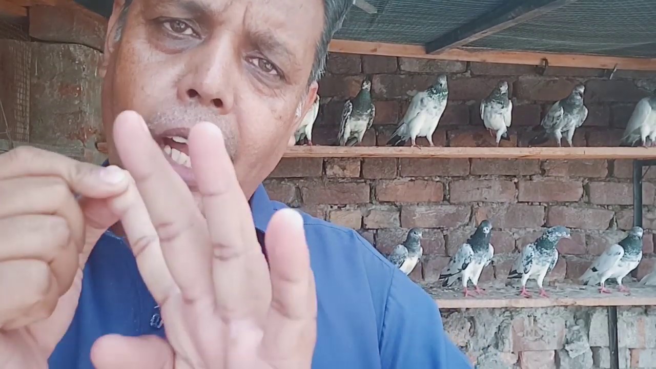 Pigeons...andoon say band madya