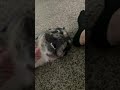 Fluffy French bull dog