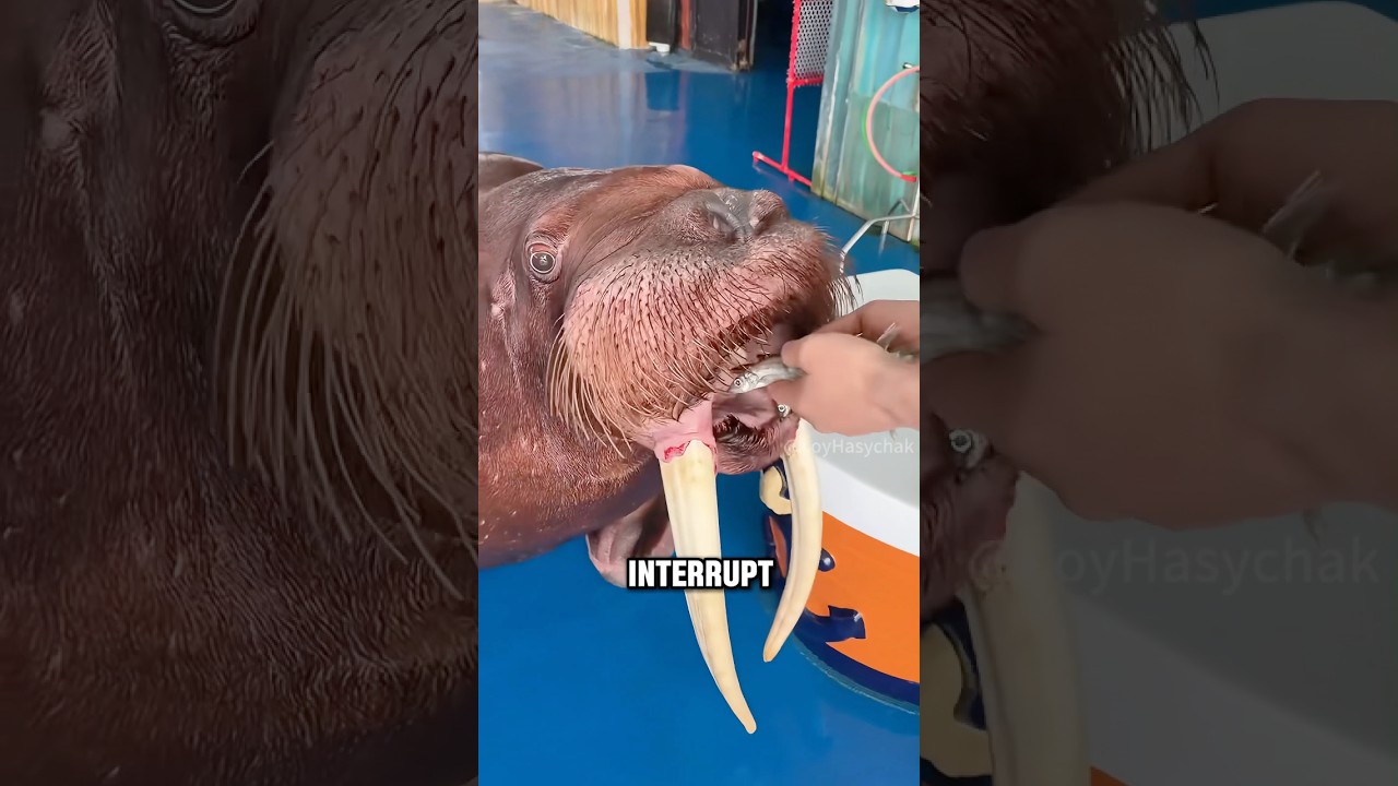 You won’t believe how smart walruses really are 
