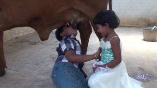Kids drink milk straight from Indian cow's udders