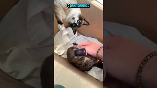Os 5 mamíferos que botam ovos!