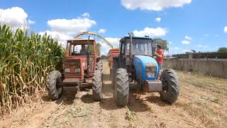 MAKING 150 TONS CORN SILAGE / SILAGE SEASON 2021