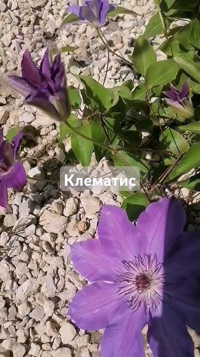 Клематис 31.05 #клематис #огород #дача #garden #рассада #сад #цветы ...