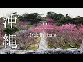 [桜ドローン撮影4K] 沖縄県今帰仁城跡のカンヒザクラ（寒緋桜) ｜桜ドローンプロジェクト