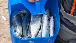 İndir Bindir Lüfer Show. Spin Ile Karadeniz Ormanlı Da Lüferlerin Içinde Kaldık. Yok Böyle 1 Av