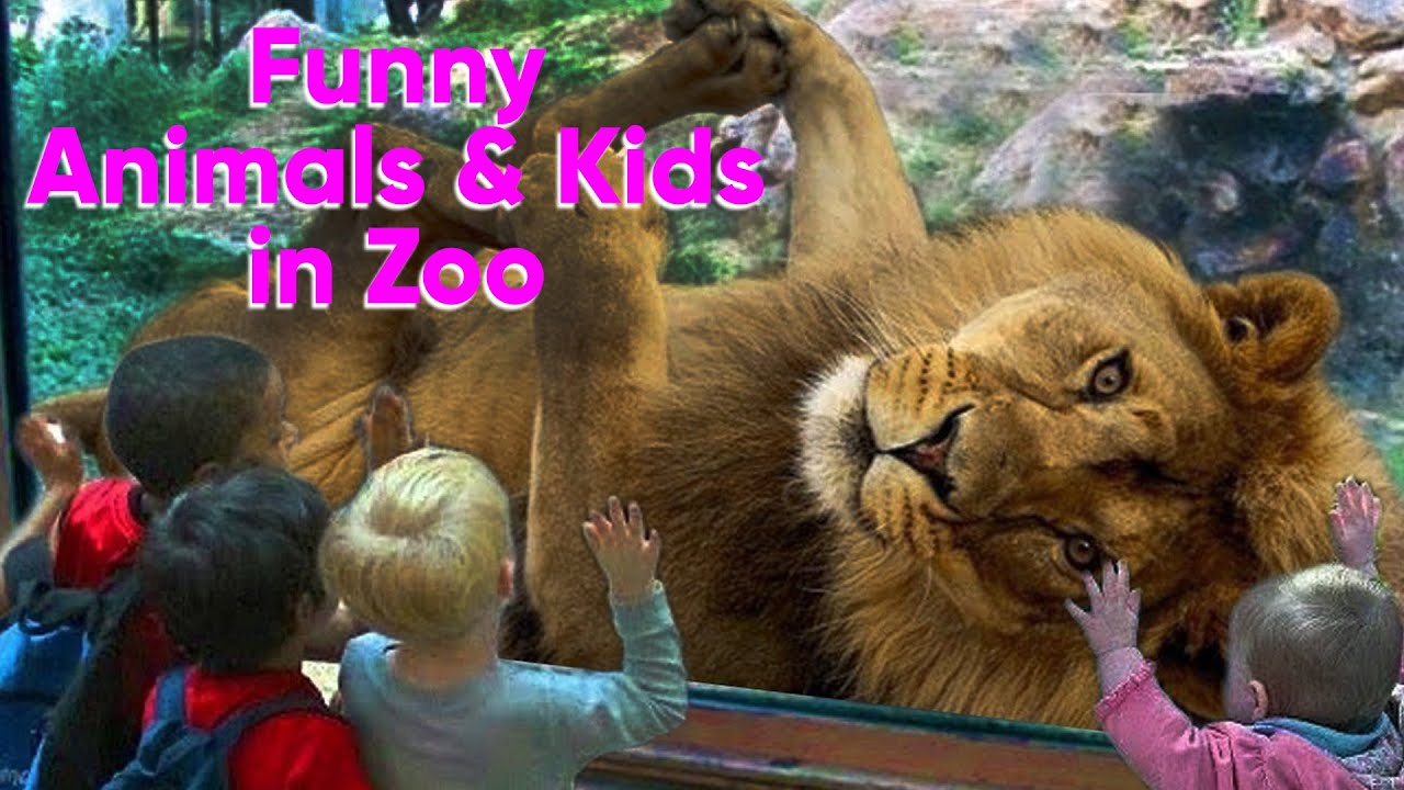 Try not to Laugh funny babies at zoo | Petcee