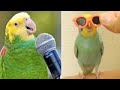 Smart and funny parrots parrot talkings compilation 2024  cute birds 19