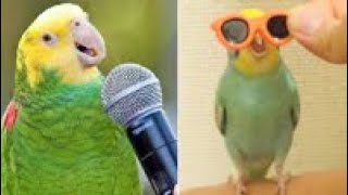 Smart And Funny Parrots Parrot Talking Videos Compilation (2024) - Cute Birds #19