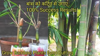How To Grow Bamboo Plants From Cutting बस क कटग स लगन 100% Success Results