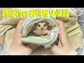 またまた急遽運ばれてきたジコジコ威嚇モモンガちゃん新居初のお預かり保育