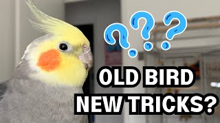 Can you teach an old bird new tricks? | BirdNerdSophie by BirdNerdSophie 621 views 2 months ago 5 minutes, 5 seconds