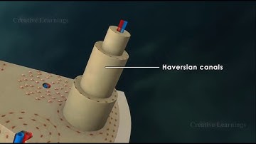 Structure of Bone Anatomy of Bone 3D Animation Biology