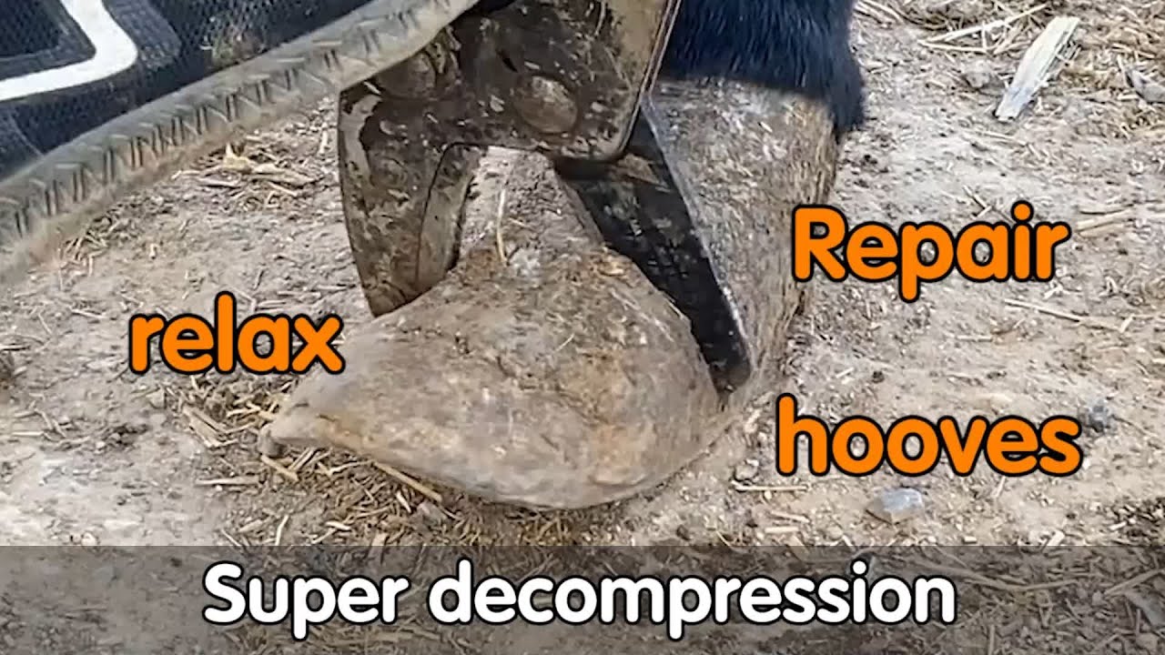 Before and after donkey hoof repair and donkey hoof cleaning YouTube