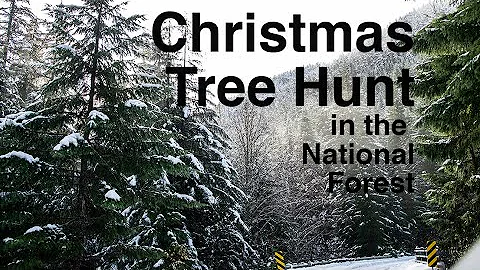 How to get a Christmas Tree for $10 in a National Forest | Washington, Pacific Northwest, USA