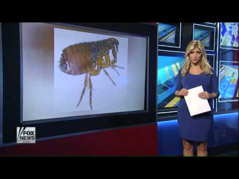 16-year-old girl contracts bubonic plague