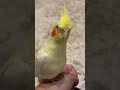 オカメインコのまろが可愛かった。|2025.08.04|Shot on Apple iPhone 15 Pro MAX|#shorts