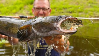 Catching MASSIVE Snake Head on LIVE Frog!!! {Catch Clean Cook} Halibut Vs Snake Head