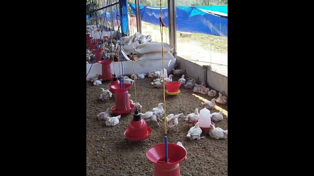 "how chick's voice understand 😊 