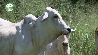 Hablemos del Cebú Brahman Gris