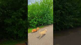 Trail walk before it rains🐾 #corgilife #dogsofyoutube #doggielife #doggybestfriend #dogs #corgi