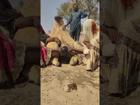 نساء سرائيات يستخدمن طرقهن التقليدية لإخراج شيء داكن من خلف جمالهن 