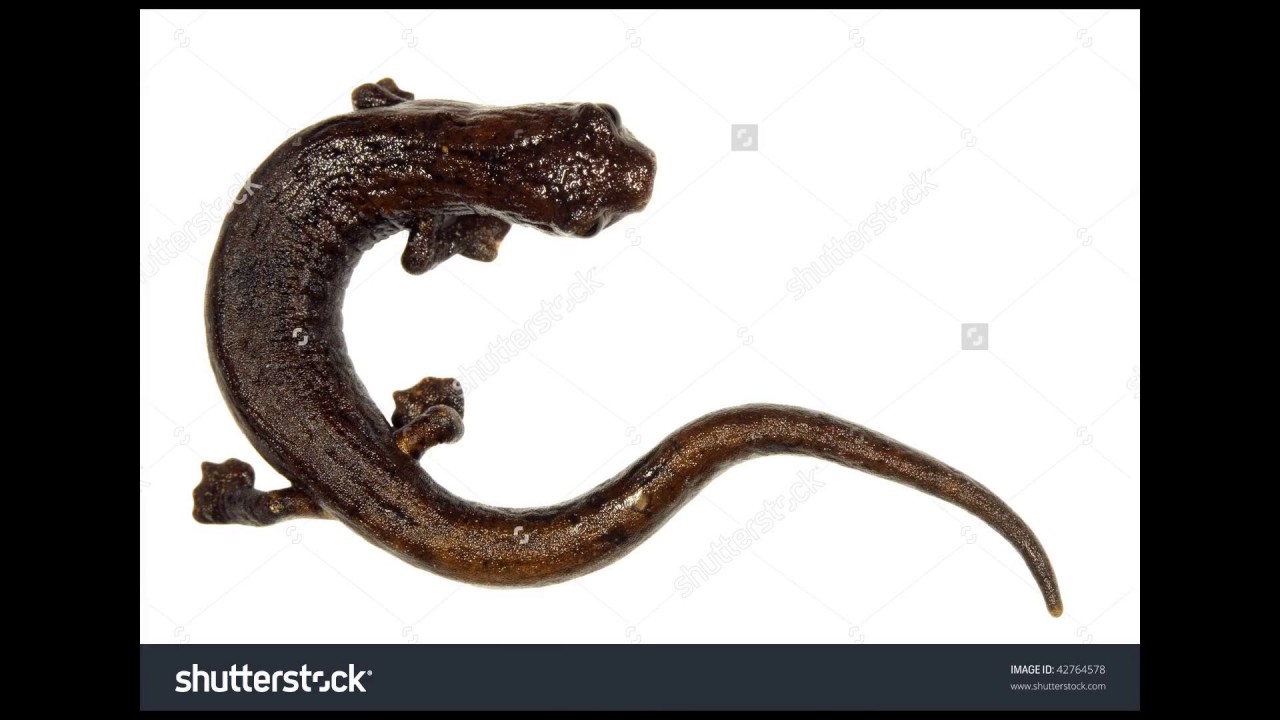 [Wikipedia] Dwarf climbing salamander