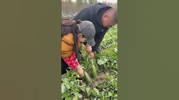 Remove and harvesting green beetroot #agriculture #farming #landscape #2025