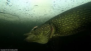 The Northern Pike Lake Ballet 2018 - Really Awesome Pike Fishing by DrJohnTheAngler 1,445 views 6 years ago 9 minutes, 25 seconds