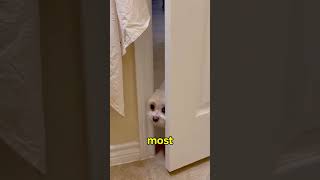 Why Dogs Wait By The Door For Hours