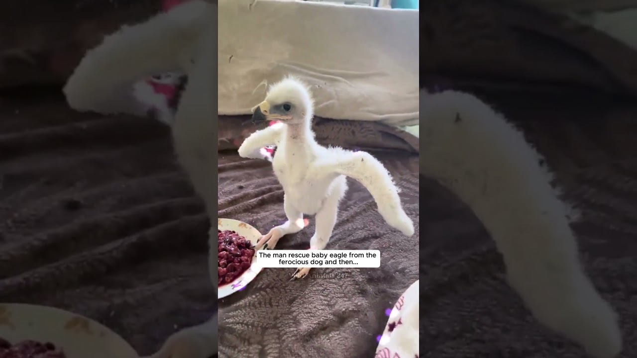 The man rescue baby eagle from the ferocious dog and then #eagle #birds #short