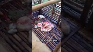 The Mysterious Case of a Goat Thief Leaving Offal on the Floor of the Pen