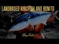 Land based Rock fishing Australia BIG BONITO and KINGFISH EVERYWHERE!