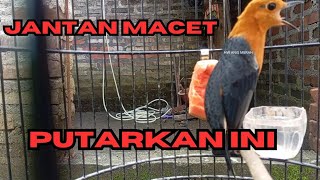 PASTI NYAUT!! ANIS MERAH GACOR KONSLET BIKIN BIRAHI JANTAN MACET DIJAMIN NYAUT SEKETIKA