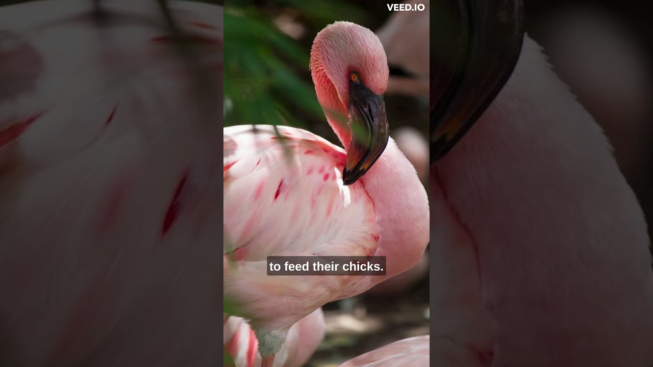 5 Weird Facts About Birds! 