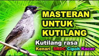 Masteran Untuk Burung Kutilang Anakan Supaya isian kenari, SRDC, Cipoh/Sirtu, Kacer