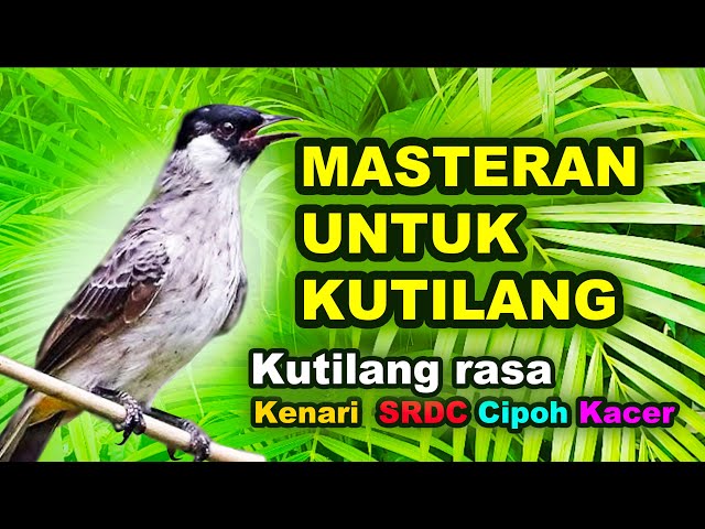 Masteran Untuk Burung Kutilang Anakan Supaya isian kenari, SRDC, Cipoh/Sirtu, Kacer class=