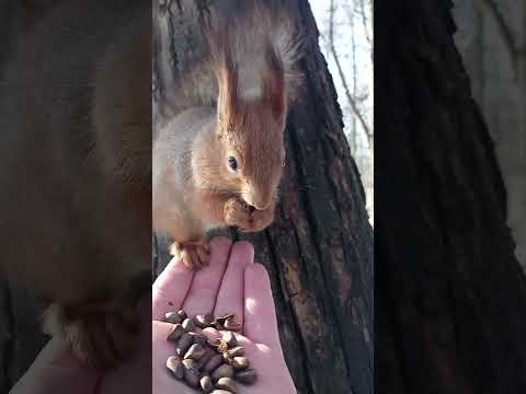 Красивая белочка села на ладонь / A beautiful squirrel sat on the palm of his hand