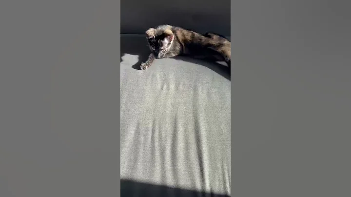 Watch the video about Nice little afternoon sun bath #cat #kitten #cute #fyp #shorts