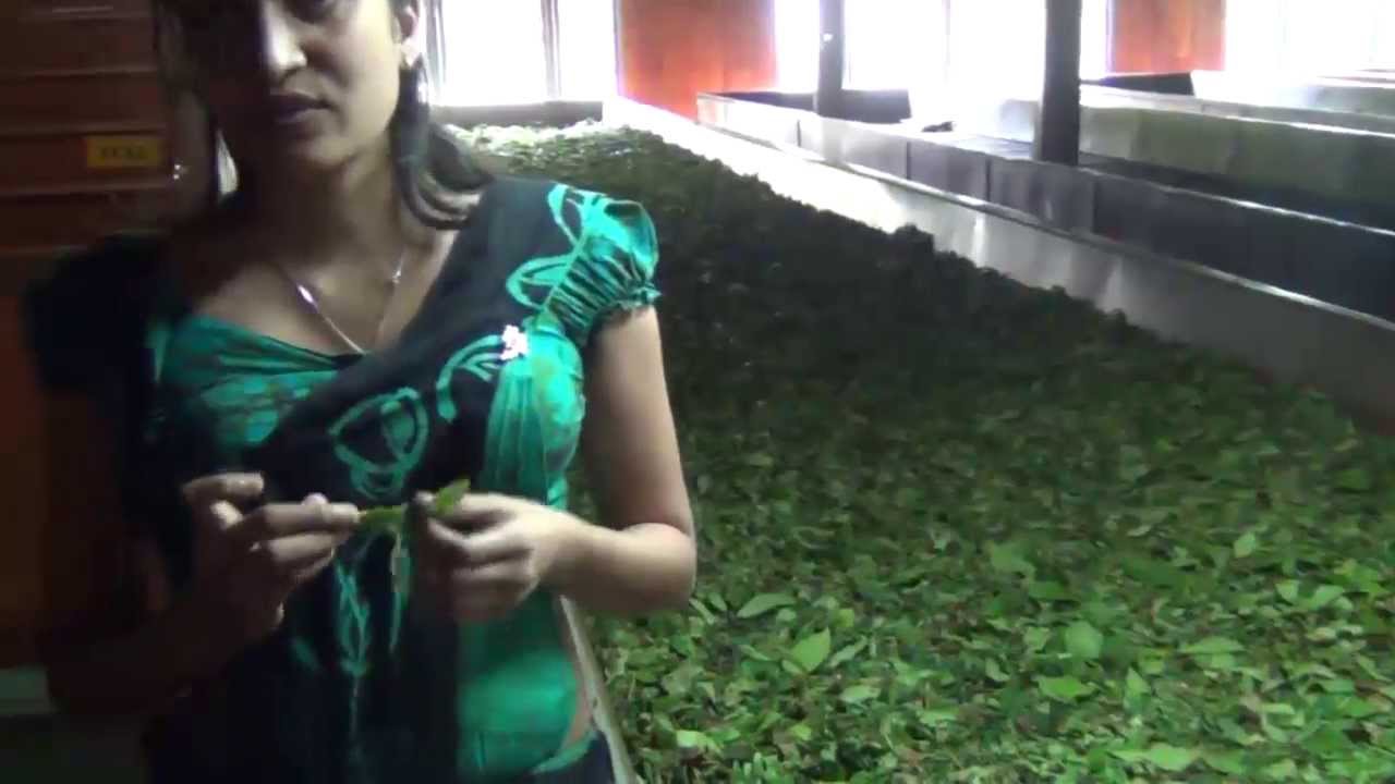embillian Tea Factory - YouTube