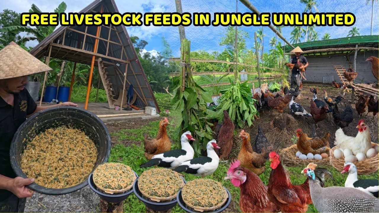БЕСПЛАТНЫЕ КОРМА ДЛЯ СКОТА В ДЖУНГЛЯХ - Неограниченное количество органических кормов для КУРИЦ, ...