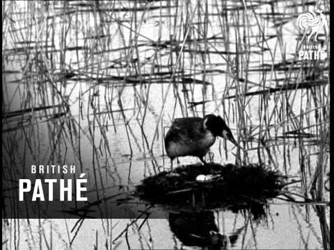 Secrets Of Nature - Great Crested Grebe (1931)