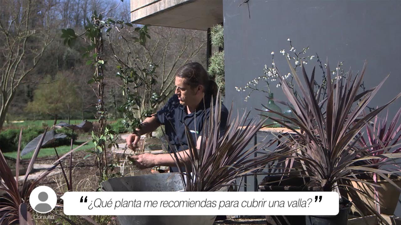 ¿Qué planta me recomiendas para cubrir una valla? - Briconsulta - Jardinatis