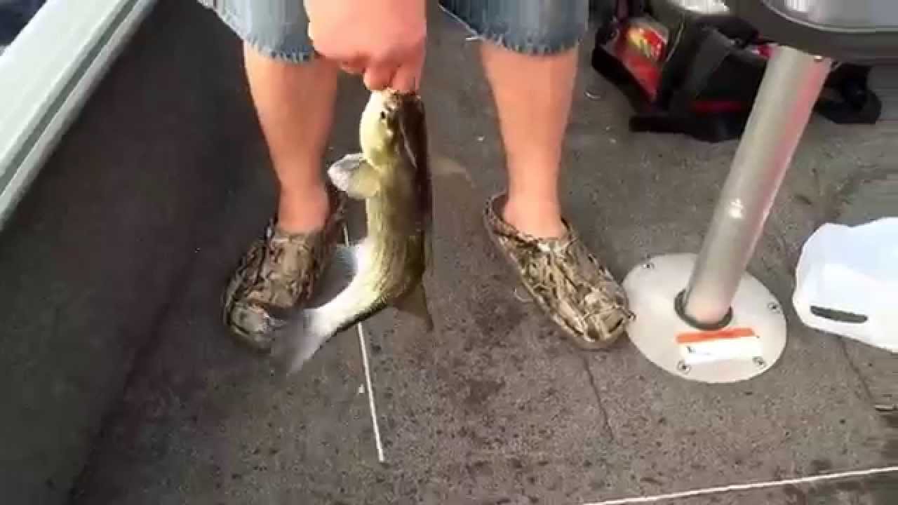 white bass fishing on st croix river mn 2015 RLc YouTube