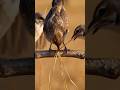 Social Sociable Weaver Birds Build Giant Apartment Nest